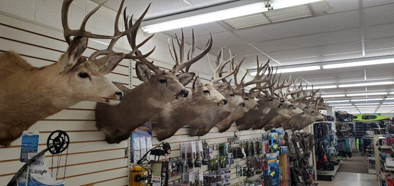 d g sports western wear 1 768x363