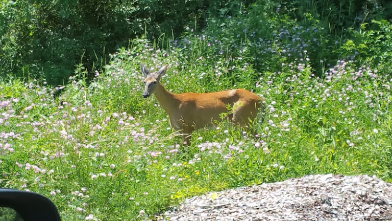 hamden fish and game protective association 1 768x432