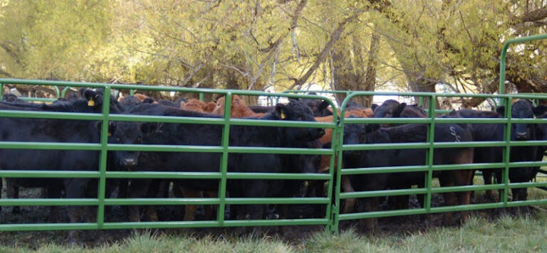 shiptons big r west 1 768x356