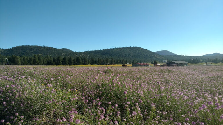 snyders cast bullets 1 768x432