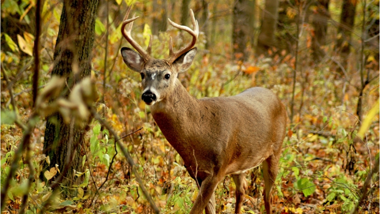 the wildlife ranch 1 768x432