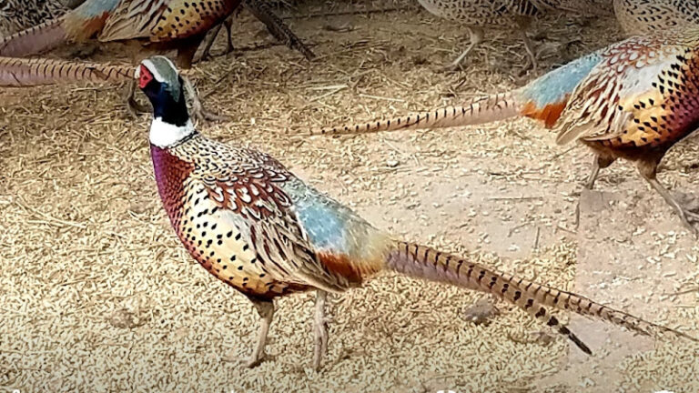 desert creek sportsmans club llc 1 768x432